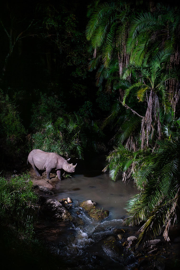 This young black rhino, identifiable by his missing right ear, had not been seen by rangers for over a year.