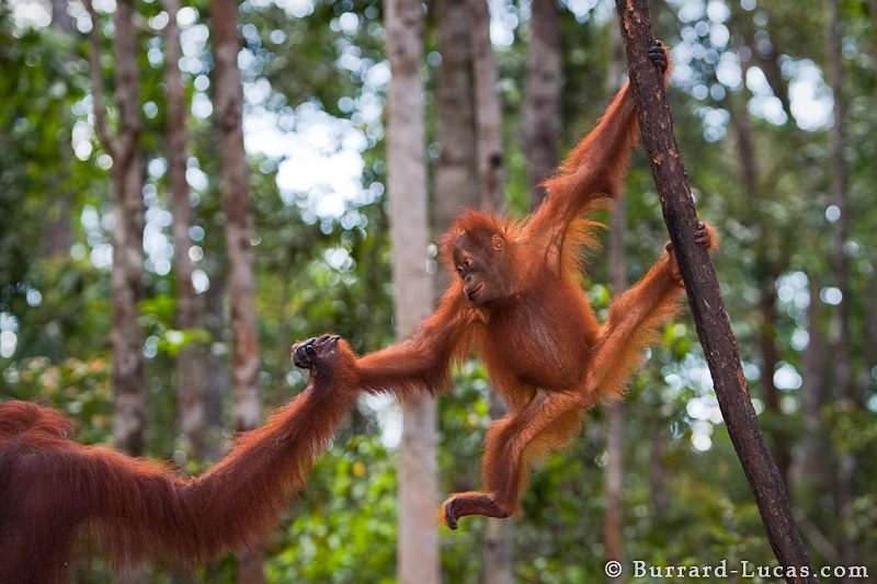 Indonesia: Orangutans & Volcanoes