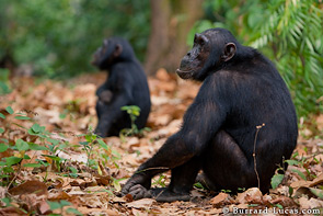 Chimpanzees of Mahale