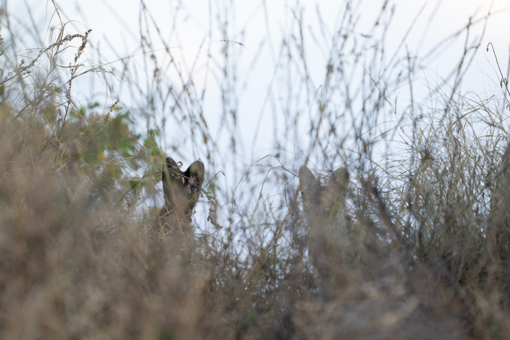 Melanistic Serval Kitten in the Serengeti