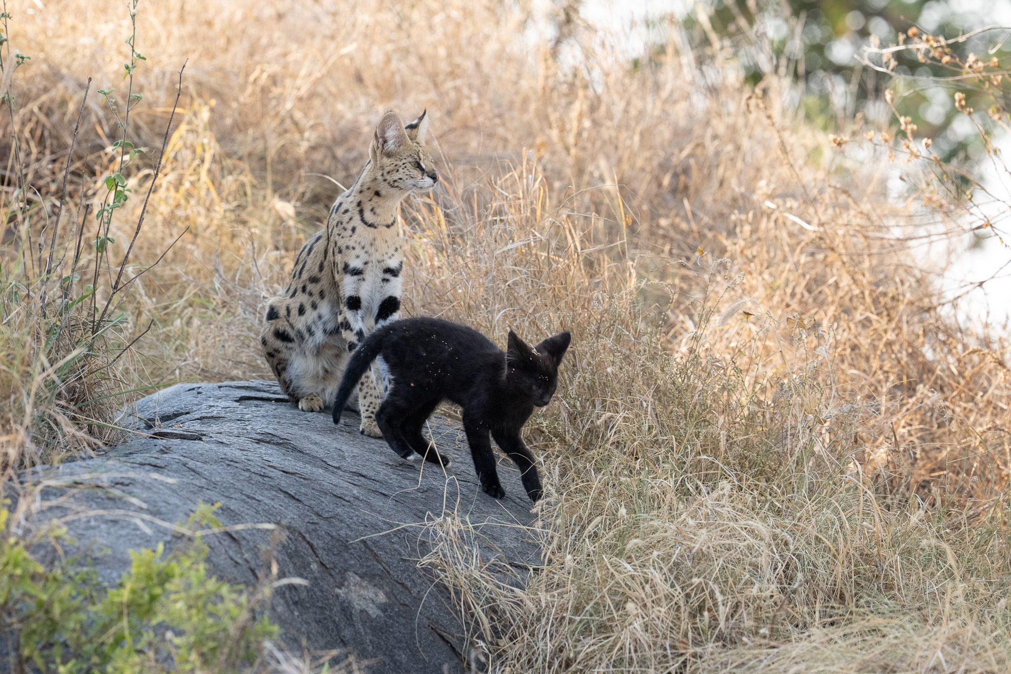 Melanistic Serval Kitten In The Serengeti Will Burrard Lucas Blog 