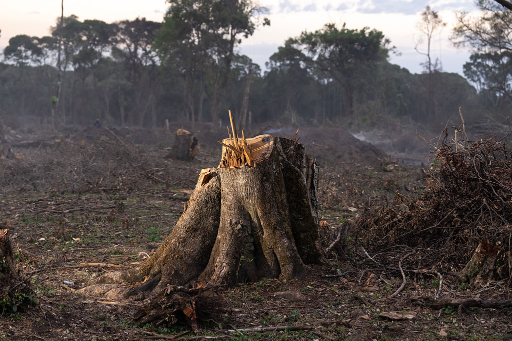 Deforestation in the Nyakweri Forest.