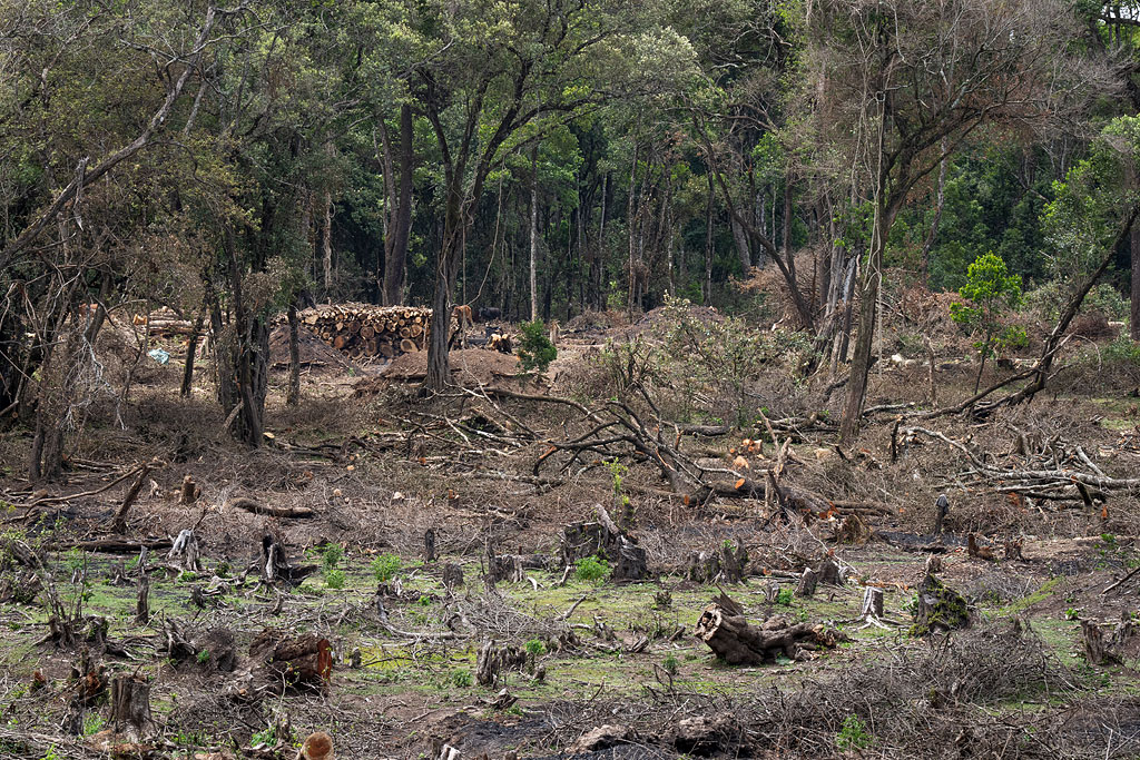 Deforestation in the Nyakweri Forest.