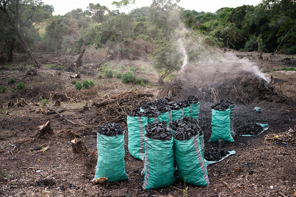 Sacks of charcoal in the Nyakweri Forest.
