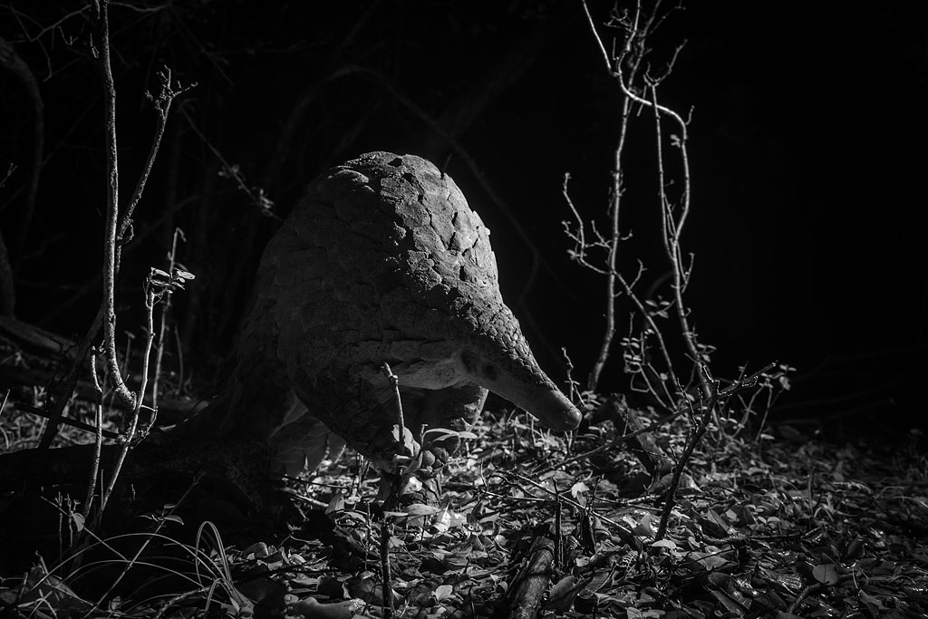 Giant pangolin (infrared photograph)