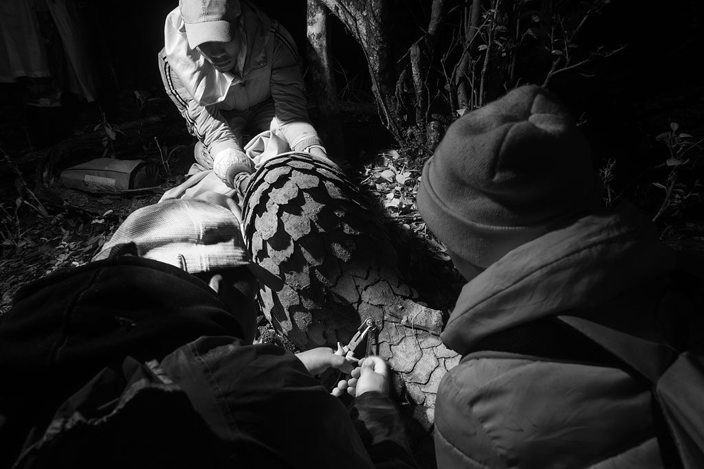 Pangolin Project team tagging a giant pangolin (infrared photograph)