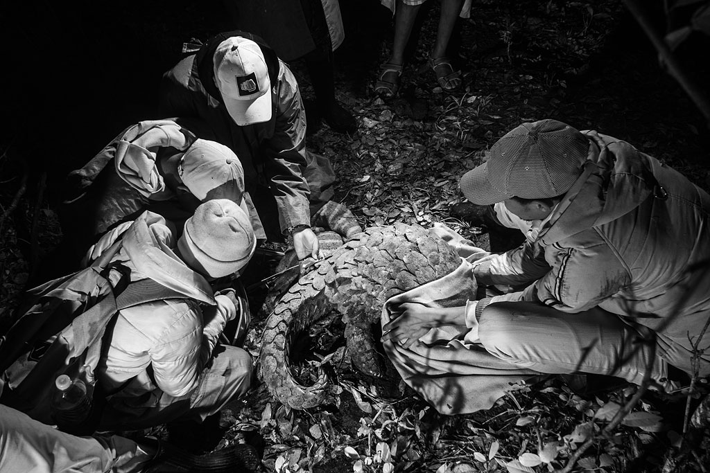 Pangolin Project team tagging a giant pangolin (infrared photograph)