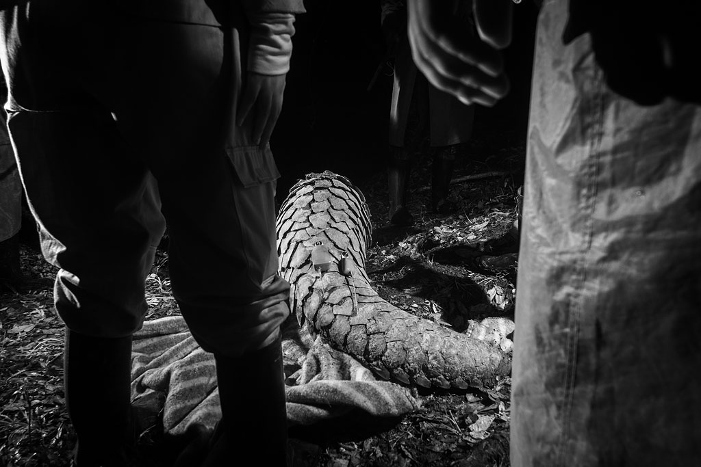 Giant pangolin with a GPS and VHF tracker attached (infrared photograph)