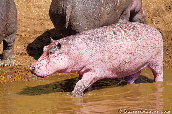 Rare Pink Hippo Discovered in the Masai Mara