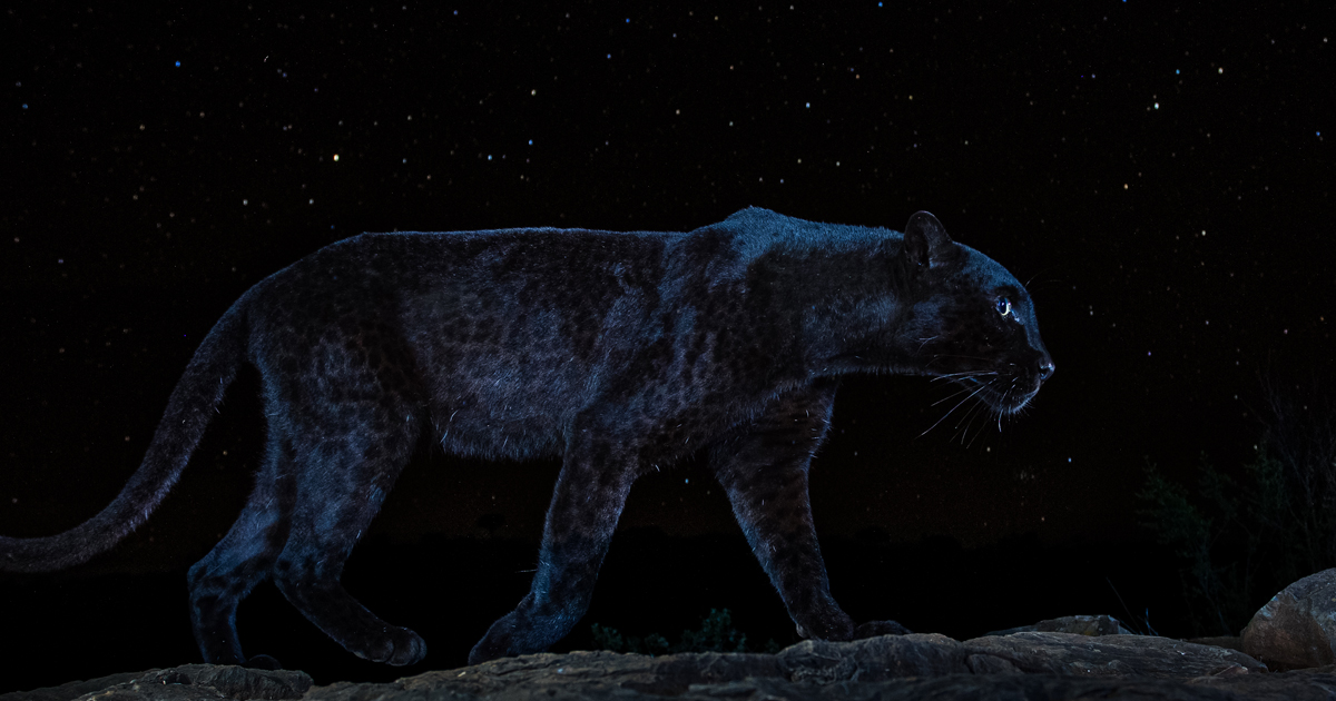 Starlit Black Leopard: Capturing my dream photograph - Will