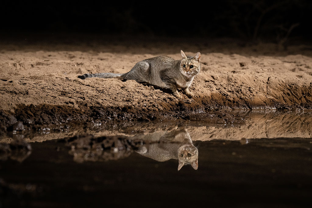 African wildcat photographed from Shompole Hide.
