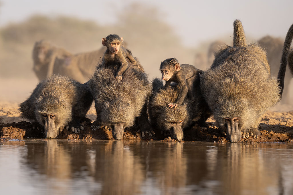 Baboons photographed from Shompole Hide.