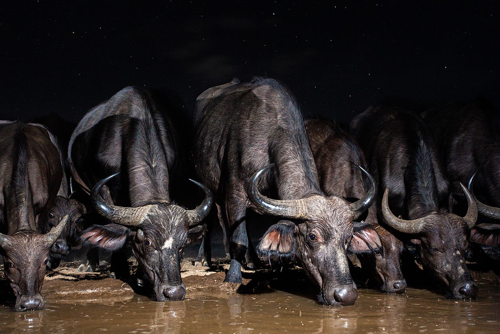 Buffalo herd photographed with a camera trap at the new waterhole.