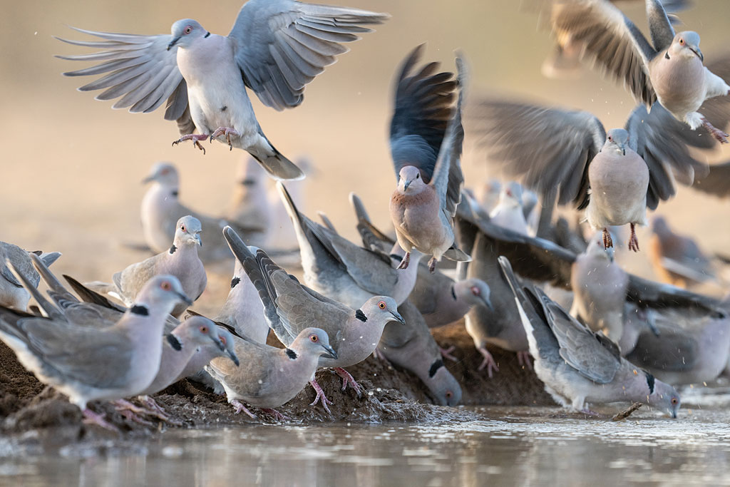 Doves photographed from Shompole Hide.
