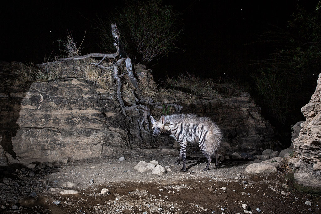 Striped hyena and an owl photographed with a camera trap in Shompole Conservancy.
