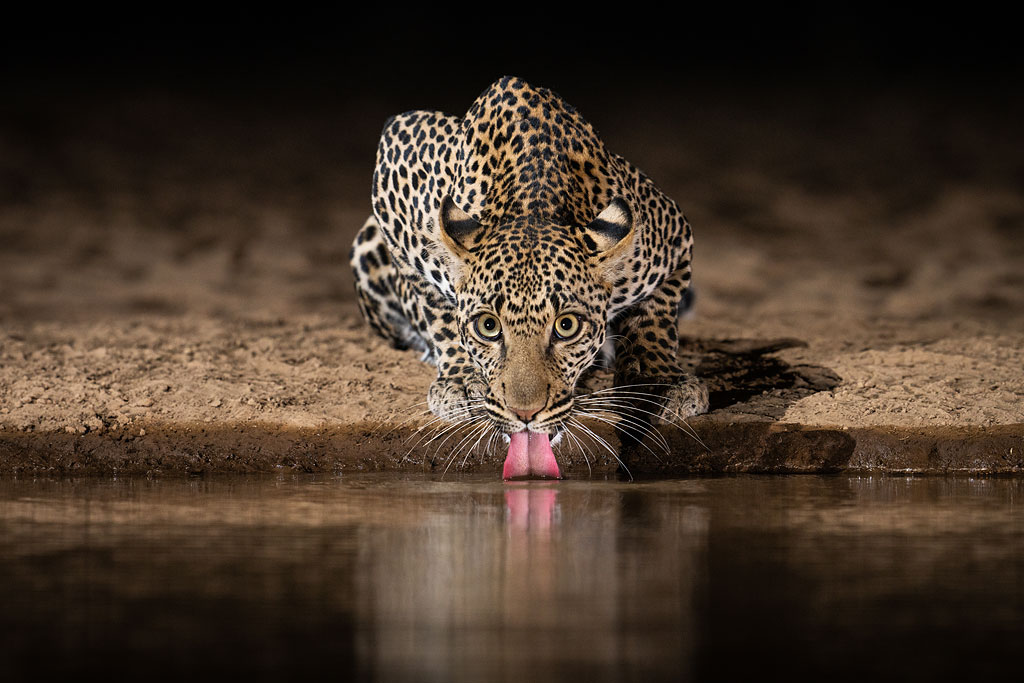 Leopard photographed from Shompole Hide.