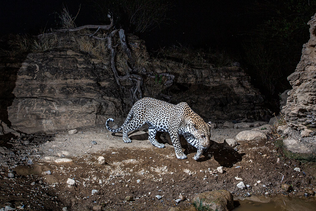 Leopard photographed with a camera trap in Shompole Conservancy.