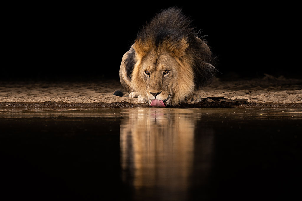 Lion drinking photographed from Shompole Hide.