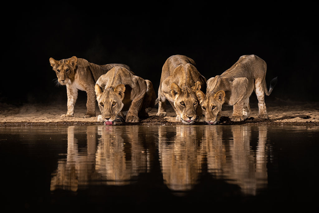 Lion pride photographed from Shompole Hide.