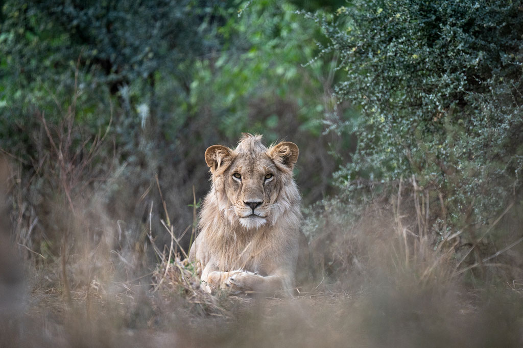 An elusive lion in Shompole Conservancy.