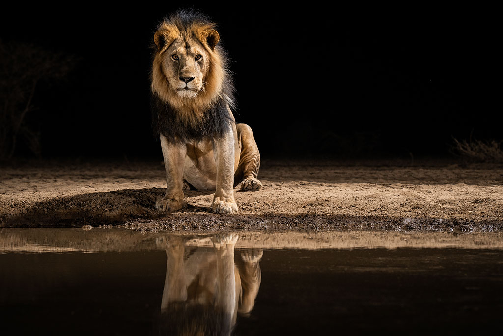 Male lion photographed from Shompole Hide.