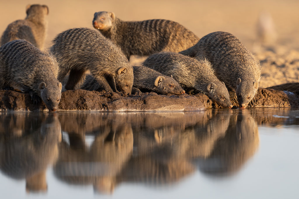 Mongooses photographed from Shompole Hide.