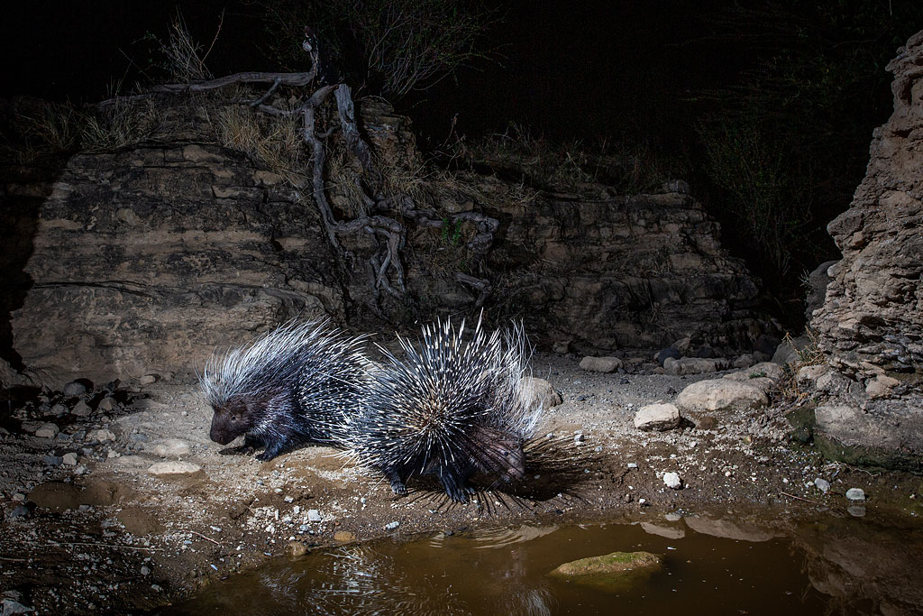Porcupines photographed with a camera trap in Shompole Conservancy.