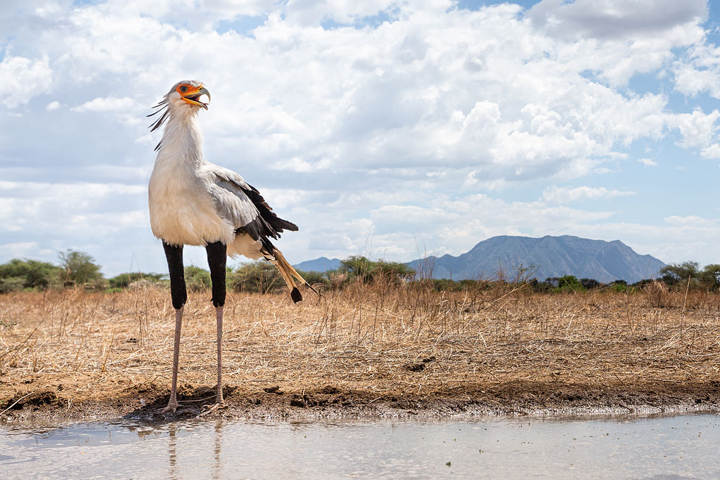 Secretarybird photographed with a camera trap at the new waterhole.
